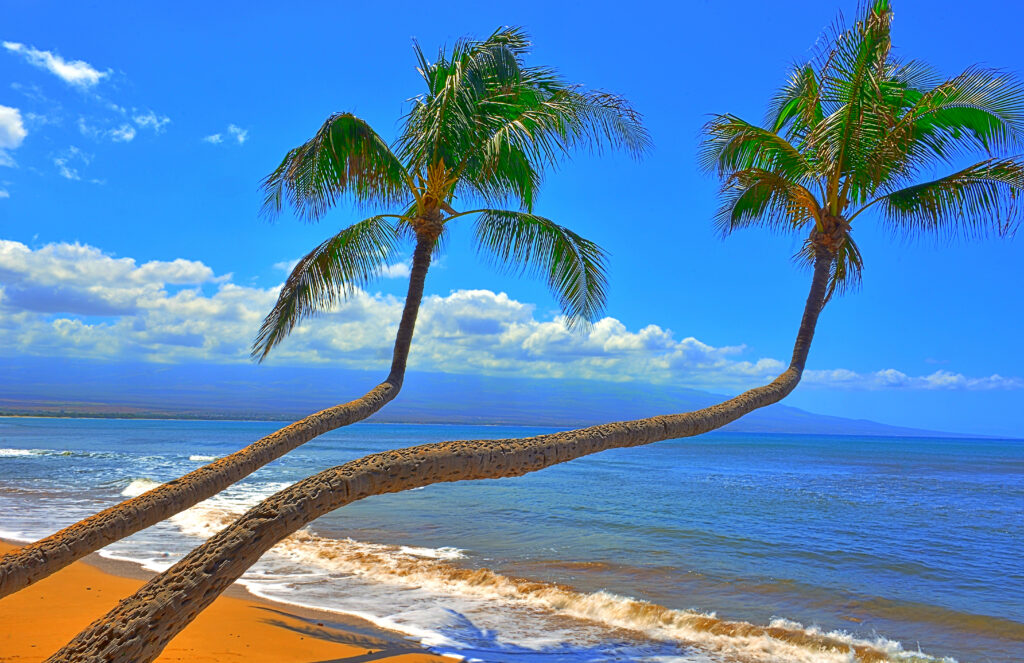 Two tall palm trees on a Hawaiian beach, leaning towards the turquoise ocean as if beckoning the waves.