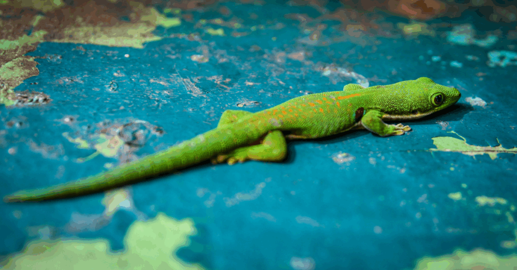 hawaii-gecko